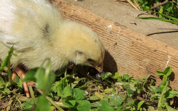 Kuning Berbulu Peternakan Ayam Burung Bayi Cewek Makan Terbang Stok Foto Bebas Royalti