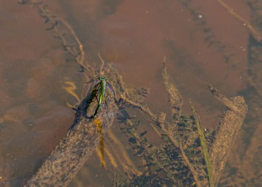 Yeşil yusufçuk yıkanmış nehir su ağacında oturuyor.