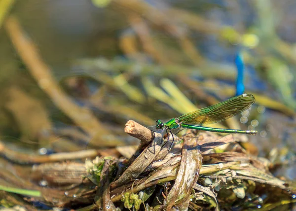 Grüne Libelle Sitzt Auf Angespültem Flusswasserbaum — Stockfoto