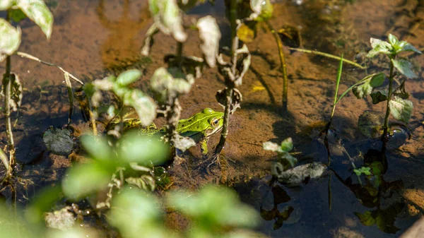 Light Green Frog Sitting River Water Greens — Stock Photo, Image