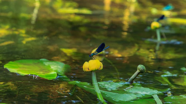 Angsa Biru Duduk Atas Air Kuning Lilie Bunga Sungai Tanaman — Stok Foto