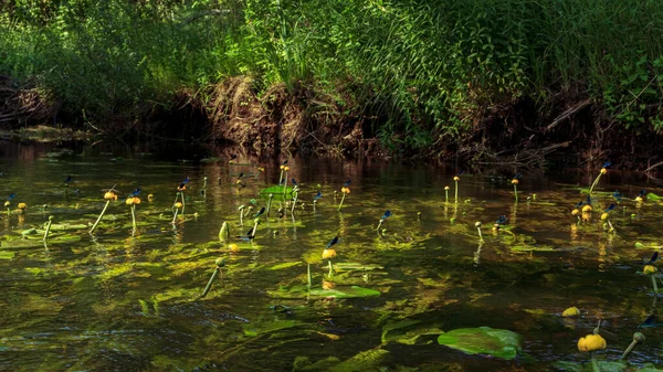 Many Blue Dragonflys Sitting Yellow Water Lilies River Flower Plants — Stock Photo, Image