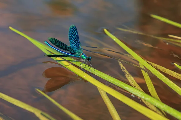 Schöne Wasserblaue Insekt Libelle Auf Grünem Flussgras — Stockfoto