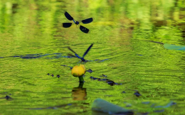 Serangga Biru Air Yang Indah Terbang Atas Air Lilie Keluar — Stok Foto