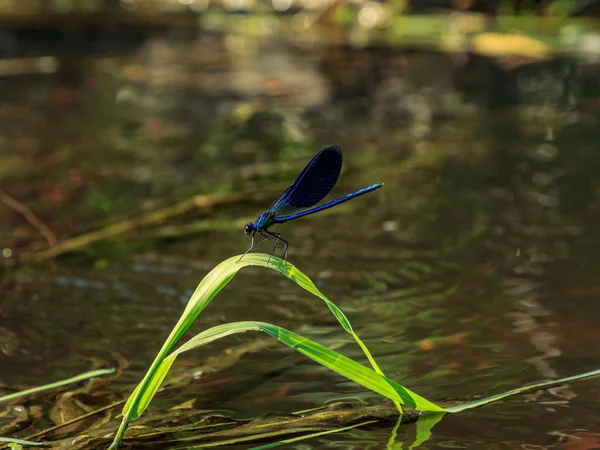 Schöne Wasserblaue Insekt Libelle Auf Grünem Flussgras — Stockfoto