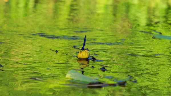 Angsa Biru Duduk Atas Air Kuning Lilie Bunga Sungai Tanaman — Stok Foto