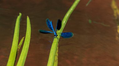 Mavi yusufçuk yeşil nehir su çimlerinde oturuyor.