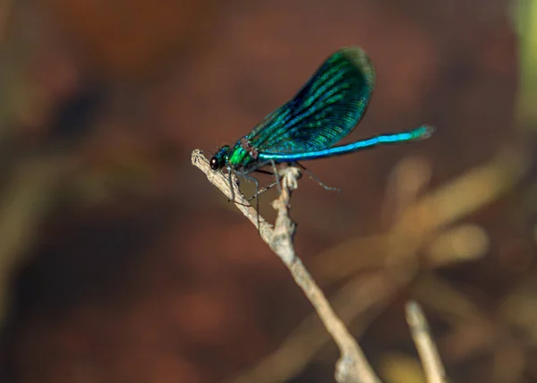 Libélula Azul Sentado Grama Água Rio Verde — Fotografia de Stock