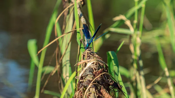 Blue Dragonfly Sitting Green River Water Grass Open Wings — Stock Photo, Image