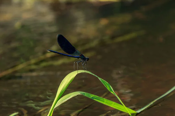 Libellula Blu Seduta Sull Erba Verde Dell Acqua Del Fiume — Foto Stock