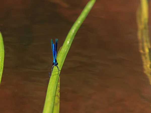 Libélula Azul Sentado Grama Água Rio Verde — Fotografia de Stock