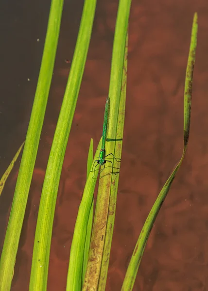 Grüne Libelle Sitzt Auf Angespültem Flusswasserbaum — Stockfoto