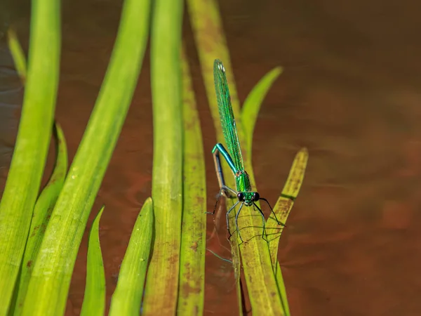 Grüne Libelle Sitzt Auf Angespültem Flusswasserbaum — Stockfoto