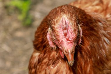 Çiftlikte yaşayan kahverengi tavuk etrafa bakıyor, baş portresi, gaga ve arma.