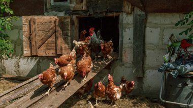 Kahverengi çiftlik tavukları evden, kırsal kesimden civcivler çıkar