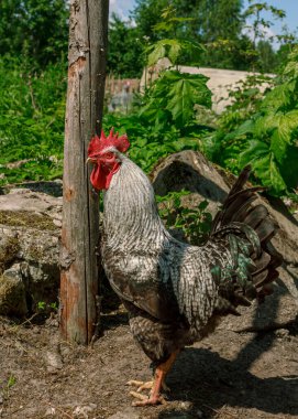 Çiftlik horozu yiyecek arıyor.