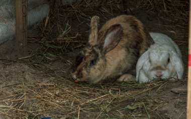 İki uyuyan tavşan çifti, kahverengi kız ve oğlan beyaz tüylü çiftlik hayvanı