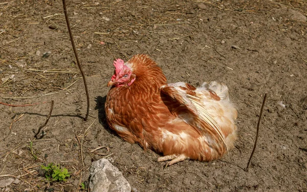 Bauernhof Lebenden Vogel Braune Hühner Schlafen Ein Kopf Porträt Schnabel — Stockfoto