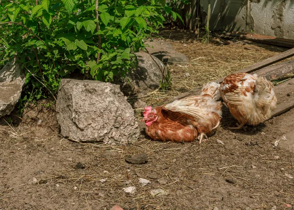 Bauernhof Lebenden Vogel Braune Hühner Schlafen Ein Kopf Porträt Schnabel — Stockfoto