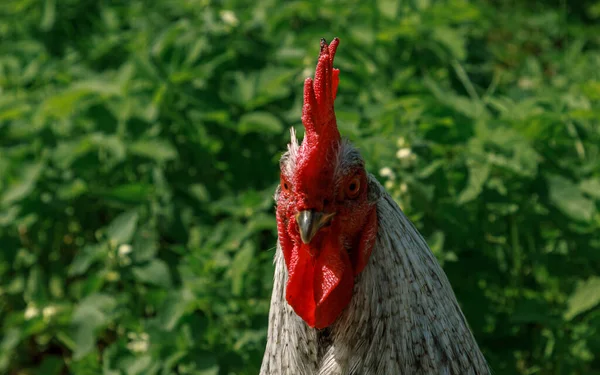 Ayam Jago Yang Masih Hidup Melihat Sekeliling Potret Kepala Paruh — Stok Foto