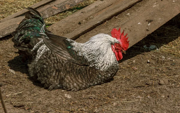 Bauernhof Lebenden Vogel Hahn Fallen Schlafen Schnabel Und Kamm — Stockfoto