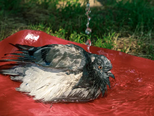 Wildtierischer Taubenvogel Wäscht Sich Rotem Bad Wasser Fließt Und Plätschert — Stockfoto