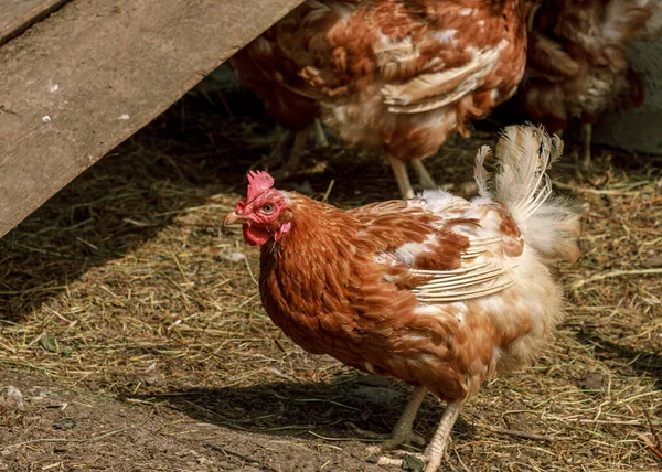 Brown Peternakan Ayam Burung Hewan Berjalan Sekitar Stok Foto