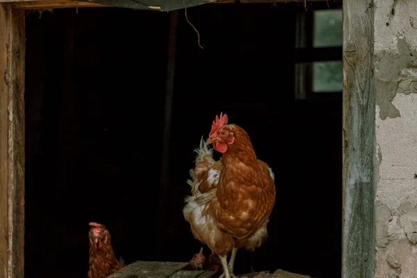 Ayam Yang Hidup Peternakan Coklat Melihat Sekeliling Potret Paruh Dan Stok Foto Bebas Royalti