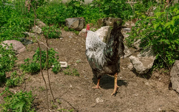 Burung Ayam Hutan Berjalan Jalan Melihat Belakang Stok Foto