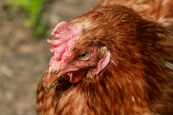 Hidup Burung Hidup Ayam Coklat Melihat Sekitar Potret Kepala Paruh Stok Gambar