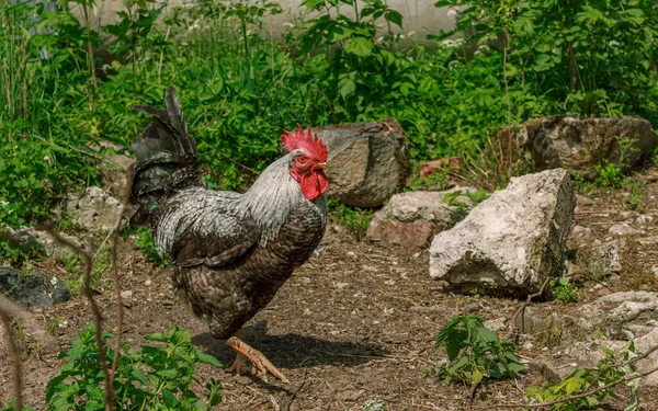 Burung Ayam Hutan Berjalan Jalan Mencari Makanan Stok Lukisan  