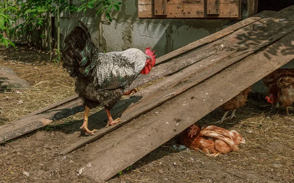 Burung Ayam Hutan Berjalan Jalan Mencari Makanan Stok Lukisan  