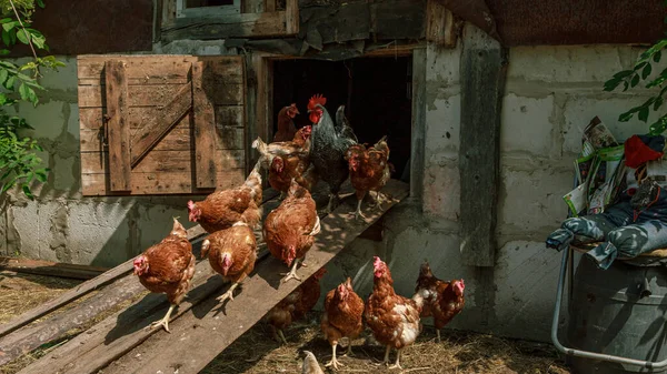 Brown Peternakan Ayam Burung Keluar Dari Rumah Sisi Negara Cote Stok Gambar Bebas Royalti