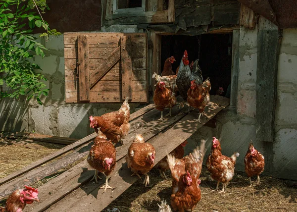 Brown Peternakan Ayam Burung Keluar Dari Rumah Sisi Negara Cote Stok Gambar Bebas Royalti