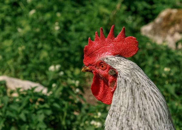 Ayam Jago Yang Masih Hidup Melihat Sekeliling Potret Kepala Paruh Stok Foto