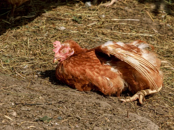 Ayam Yang Hidup Peternakan Coklat Jatuh Tertidur Potret Kepala Paruh Stok Foto Bebas Royalti