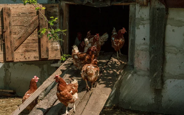 Brown Peternakan Ayam Burung Keluar Dari Rumah Sisi Negara Cote Stok Foto