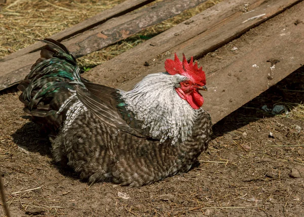 Ayam Jago Yang Masih Hidup Jatuh Tertidur Paruh Dan Jambul Stok Gambar Bebas Royalti