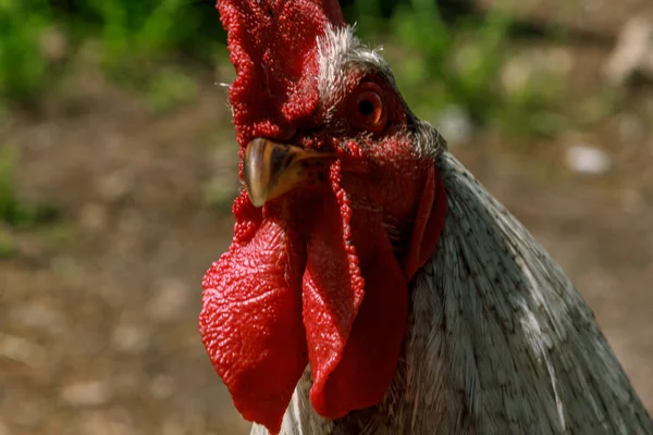 Ayam Jago Yang Masih Hidup Melihat Sekeliling Potret Kepala Paruh Stok Foto