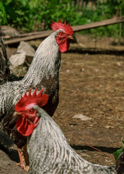 Dua Ayam Hidup Peternakan Melihat Lihat Potret Kepala Paruh Dan Stok Foto