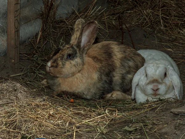Uyuyan Tavşan Çifti Kahverengi Kız Oğlan Beyaz Tüylü Çiftlik Hayvanı — Stok fotoğraf