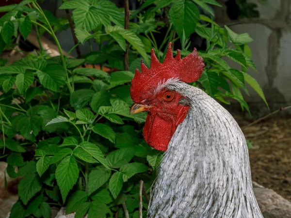 Ayam Jago Yang Masih Hidup Melihat Sekeliling Potret Kepala Paruh Stok Lukisan  