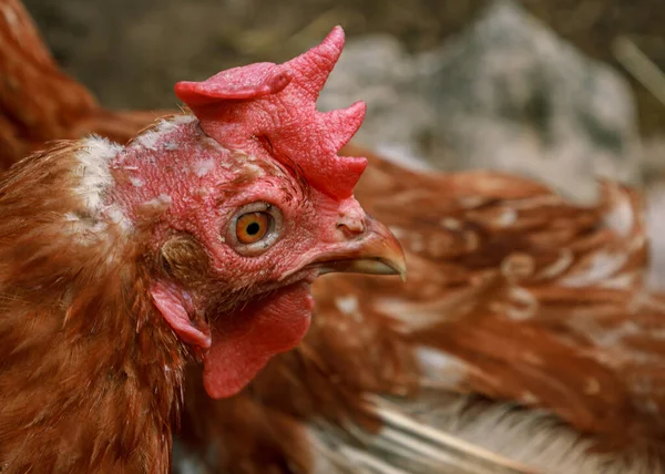 Hidup Burung Hidup Ayam Coklat Melihat Sekitar Potret Kepala Paruh Stok Lukisan  