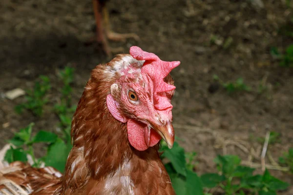 Hidup Burung Hidup Ayam Coklat Melihat Sekitar Potret Kepala Paruh Stok Gambar Bebas Royalti