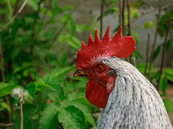 Ayam Jago Yang Masih Hidup Melihat Sekeliling Potret Kepala Paruh Stok Foto Bebas Royalti