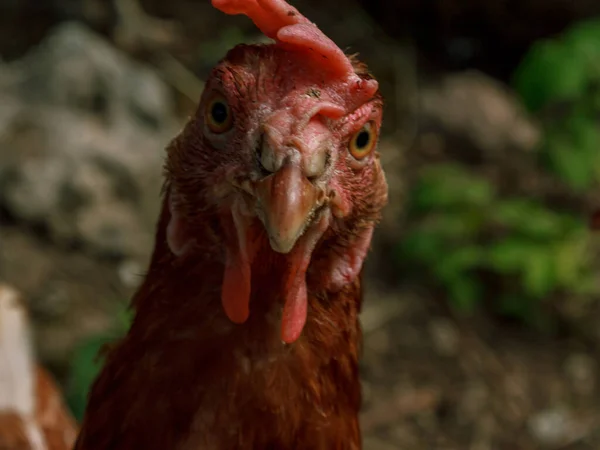 Hidup Burung Hidup Ayam Coklat Melihat Sekitar Potret Kepala Paruh Stok Foto