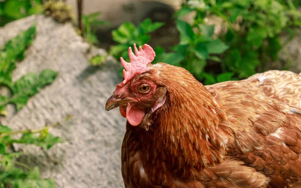 Ayam Yang Hidup Peternakan Coklat Jatuh Tertidur Potret Kepala Paruh Stok Gambar
