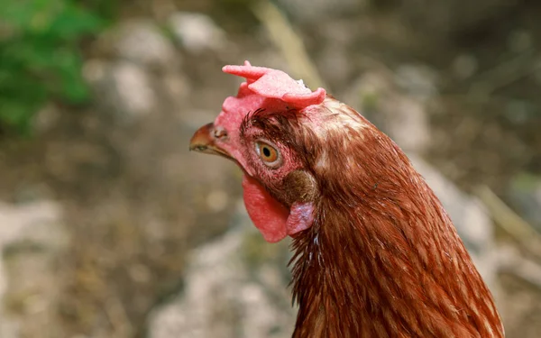 Hidup Burung Hidup Ayam Coklat Melihat Sekitar Potret Kepala Paruh Stok Gambar
