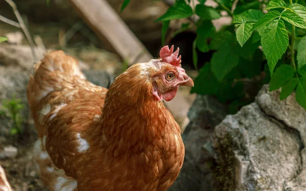 Ayam Yang Hidup Peternakan Coklat Melihat Sekeliling Potret Paruh Dan Stok Gambar Bebas Royalti