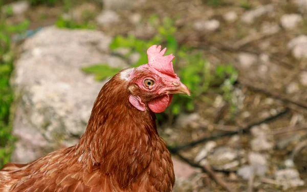 Hidup Burung Hidup Ayam Coklat Melihat Sekitar Potret Kepala Paruh Stok Lukisan  